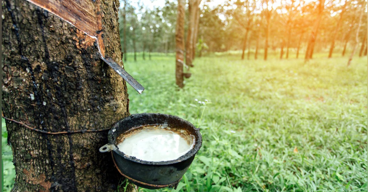 Natural Rubber Supply Chain Mapping in Viet Nam